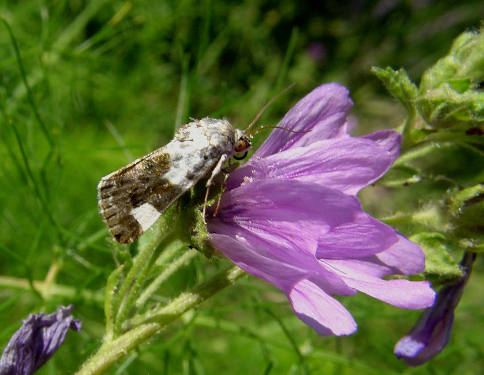 Acontia lucida